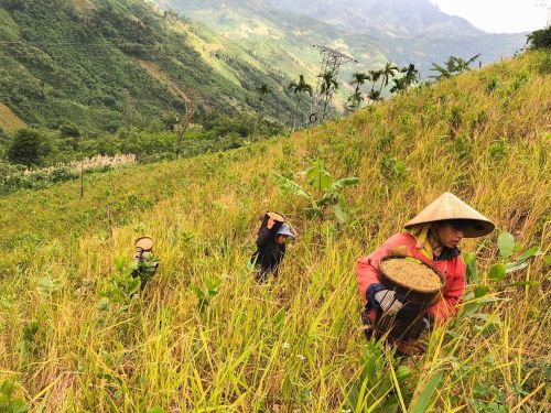 Lúa rẫy không chỉ là nông sản mà còn chứa đựng nét văn hóa của đồng bào Ca Dong