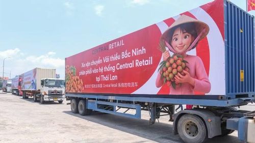 Vải thiều Bắc Ninh hiện đã xuất khẩu ra nhiều thị trường quốc tế.