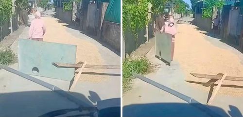 Hình ảnh người phụ nữ dùng tấm tôn để chắn ngang đường phơi lúa.