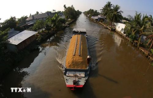 Đa phần lúa thu hoạch sẽ được bán tươi tại ruộng và thương lái sẽ vận chuyển bằng ghe thuyền. (Ảnh: Duy Khương/TTXVN)