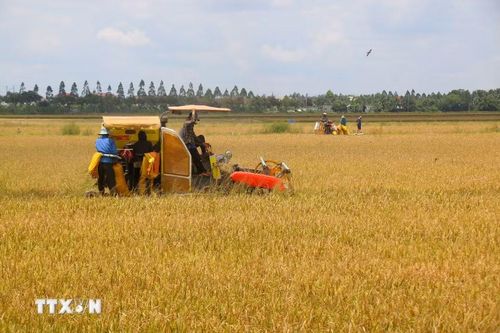 Khi bông lúa uốn mình trĩu hạt, chuyển màu vàng óng cũng là lúc mùa màng bước vào kỳ thu hoạch. (Ảnh: Duy Khương/TTXVN)