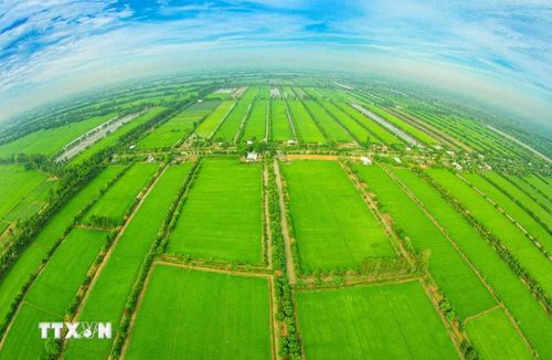 Cánh đồng lúa bát ngát ở thành phố Cần Thơ. (Ảnh: Duy Khương/TTXVN)\