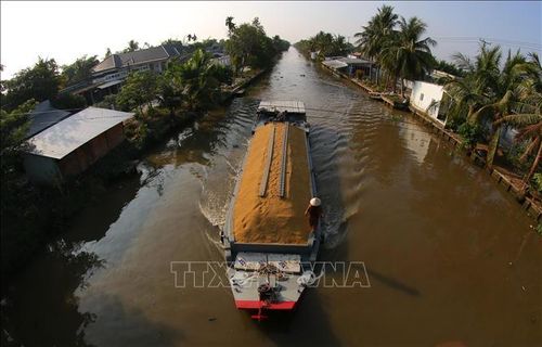 Đa phần lúa thu hoạch sẽ được bán tươi tại ruộng và thương lái sẽ vận chuyển bằng ghe thuyền.