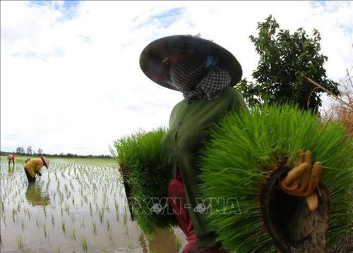 Hầu hết cánh đồng miền Tây đã gieo sạ, chỉ còn vài mảnh ruộng còn cấy lúa