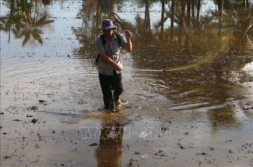 Xịt thuốc diệt ốc bươu vàng, diệt cỏ mầm trước khi gieo xạ lúa.