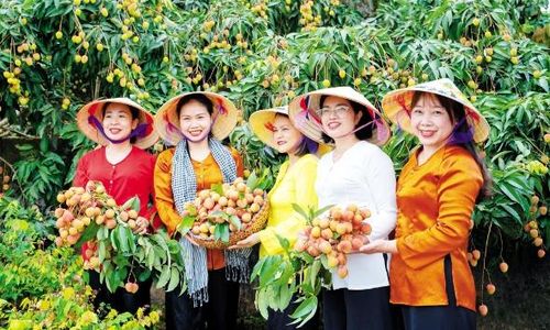  Vùng vải xuất khẩu xã Phúc Hòa thu hút nhiều du khách tham quan, trải nghiệm. 
