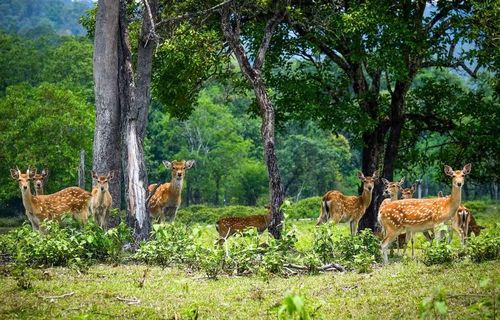  Đàn hươu sao tại khu vực nuôi bán hoang dã trong Vườn quốc gia Kon Ka Kinh. Ảnh: Hoàng Ngọc 