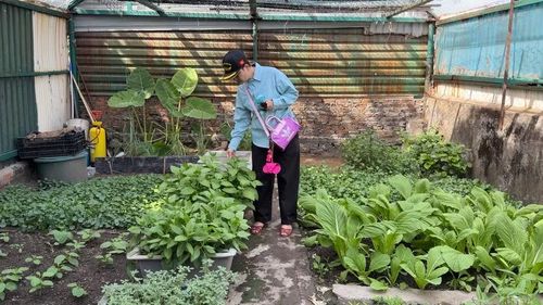 Giữa nắng gió và cát mặn Trường Sa, vườn rau đảo Sinh Tồn Đông vẫn xanh tốt. Ảnh: Mỹ Hà