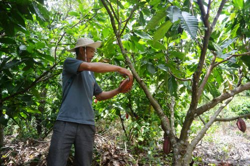 Gia đình ông Trần Văn Quân phát triển kinh tế ổn định từ trồng gần 2 ha ca cao theo hướng hữu cơ kết hợp chăn nuôi dê