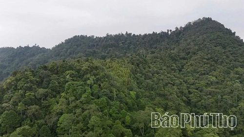 Những cánh rừng bạt ngàn ở xã Thu Cúc là “lá phổi xanh”, góp phần bảo vệ môi trường và phát triển bền vững.