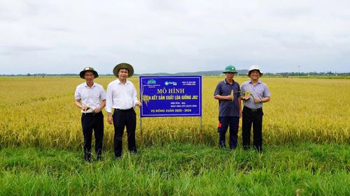 Mô hình sản xuất lúa giống J02 tại Hợp tác xã Nông nghiệp Thượng Hòa, xã Vĩnh Linh - Ảnh: L.A