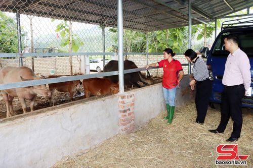 Phòng Giao dịch Ngân hàng CSXH Phù Yên kiểm tra việc sử dụng vốn vay tại xã Phù Yên.