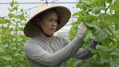 Trong khu nhà màng ứng dụng công nghệ cao người nông dân tất bật chăm sóc dưa lưới giữa thời tiết nắng nóng kéo dài.