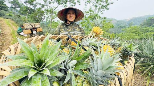 Bình quân 1ha dứa mang lại giá trị kinh tế từ 80 đến 100 triệu đồng/năm 