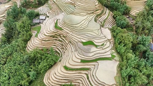  Giữa làn sương sớm, những thửa ruộng bậc thang hiện lên mềm mại, uốn lượn quanh sườn đồi. Nước được dẫn vào từng thửa ruộng, khiến cả triền đồi như được dát bạc dưới nắng. Không giống như mùa lúa chín vàng rực rỡ, mùa nước đổ mang trong mình một gam màu trầm lắng, hoang sơ, nhưng vẫn lung linh, quyến rũ. 