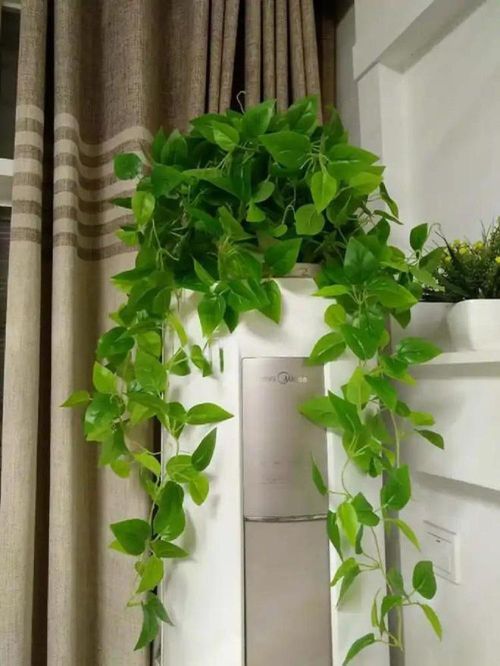 Nên đặt những cây xanh nhỏ trong phòng điều hòa.