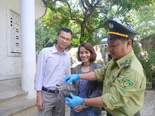 Cá thể rùa do bà Thủy giao nộp.