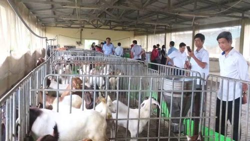 Nuôi dê theo hình thức nhốt chuồng tại Vĩnh Long.