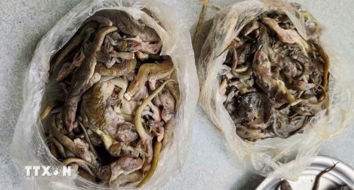 Số thằn lằn núi Bà Đen được lực lượng kiểm lâm phát hiện trong tình trạng đã chết, đang trong quá trình đông lạnh. (Ảnh: TTXVN phát)