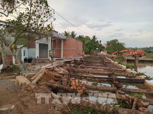 Hàng trăm cây dừa và tràm được dùng để xử lý điểm sạt lở. Ảnh: Công Trí - TTXVN
