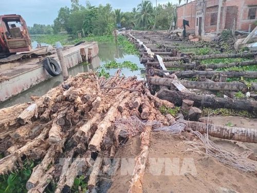 Đơn vị thi công dùng cơ giới đóng cọc, đắp đất gia cố xong đoạn sạt lở “hàm ếch”. Ảnh: Công Trí - TTXVN