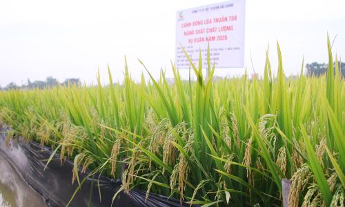  Giống lúa T58 cho năng suất bình quân từ 68-72 tạ/ha. 