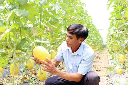 Dưa lưới trồng trong nhà màng của Hợp tác xã Nông nghiệp thương mại - dịch vụ Nha Bích (xã Nha Bích) đang trong giai đoạn chuẩn bị thu hoạch.
