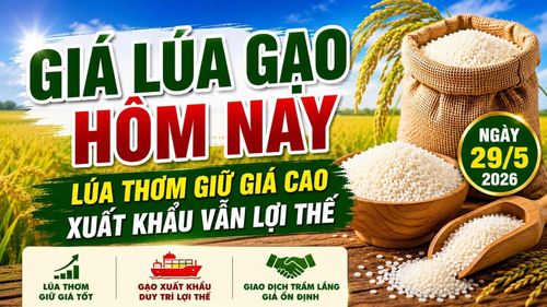 Cập nhật giá lúa gạo hôm nay 29/5/2026. Hình minh họa