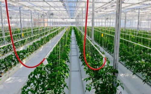 Sản phẩm rau công nghệ cao dự kiến chiếm khoảng 60 - 70% tổng giá trị toàn ngành