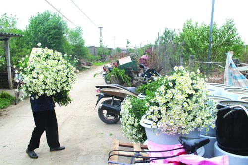 Ven sông Hồng có nhiều làng hoa truyền thống. Ảnh: Thư Hoàng