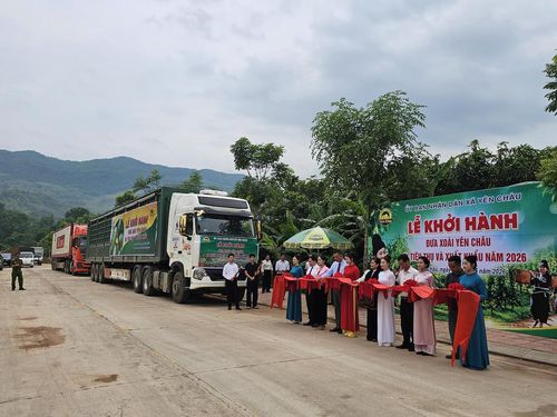 Sản phẩm xoài Yên Châu đã được xuất khẩu đi các nước và được đón nhận. Ảnh: T.H.