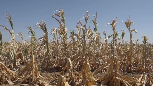  El Nino từng gây ra nạn đói vào năm 1877. Ảnh: Bloomberg. 
