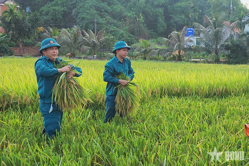Cán bộ, chiến sĩ Ban CHQS phường Hoàng Quế hỗ trợ nhân dân khu Chí Linh thu hoạch lúa mùa.