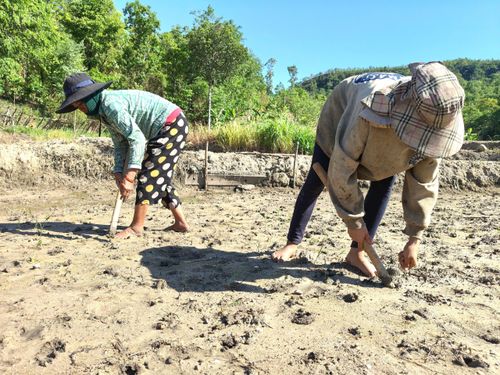  Sau khi chọc lỗ, người dân sẽ đổ hạt giống vào lỗ và lấp lại. Ảnh: HỮU PHÚC 