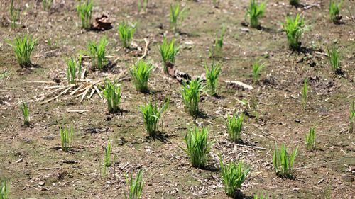  Cây giống phát triển xanh tốt, kỳ vọng vào vụ mùa bội thu. Ảnh: HỮU PHÚC 