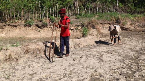  Người đi trước chọc lỗ, người đi sau trỉa lúa. Ảnh: HỮU PHÚC 