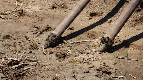  Đầu thanh gỗ tròn sẽ được đẽo nhọn để chọc lỗ. Ảnh: HỮU PHÚC 