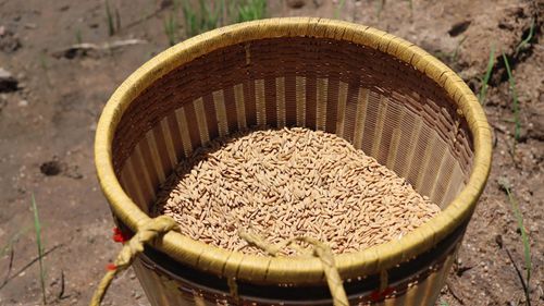  Chiếc gùi đựng lúa giống. Ảnh: HỮU PHÚC 