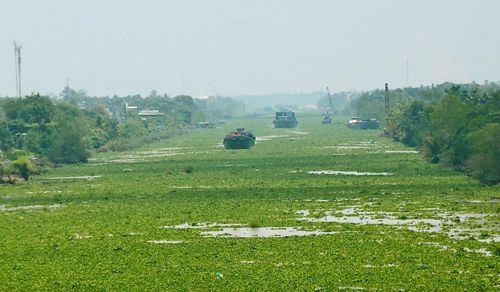  Lục bình phủ kín trên kênh Chợ Gạo, xã Chợ Gạo, tỉnh Đồng Tháp. Ảnh: NGỌC PHÚC 