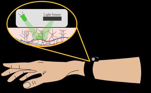 Nguyên nhân smartwatch ưu tiên ánh sáng xanh lá cây là bởi hemoglobin trong máu hấp thụ loại ánh sáng này rất mạnh, giúp thiết bị dễ dàng nhận biết sự thay đổi của các mao mạch và nâng cao độ chính xác khi đo nhịp tim.