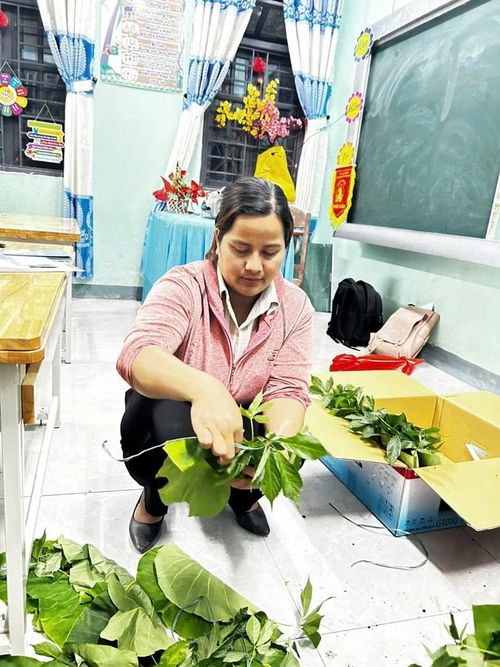 Cây sâm giống được nhà trường mua từ kinh phí khen thưởng và xã hội hóa.