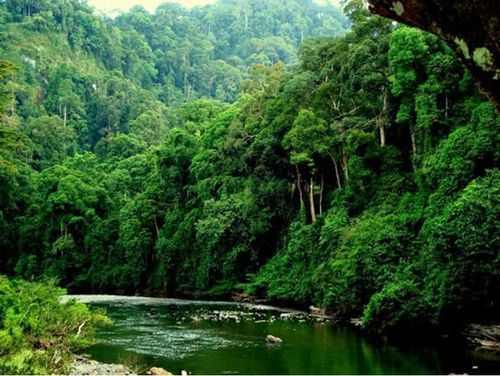  Một khu rừng phòng hộ được bảo vệ tại Nghệ An. (Ảnh TL)