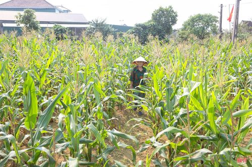 Nhờ vận dụng rác hữu cơ ủ làm phân bón, bà Nguyễn Thị Tuyến (thôn Đông Sơn, xã Kỳ Xuân) đã tiết kiệm được lượng lớn phân hóa học trong sản xuất, đồng thời nâng cao năng suất, chất lượng hoa màu.