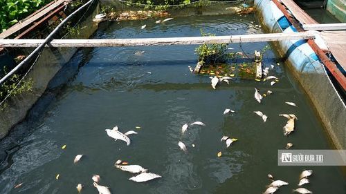 Cá do người dân nuôi chết nổi tại sông Vàm Cỏ Đông trong những ngày nước đổi màu bất thường.