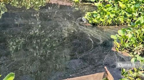 Nước chuyển màu đen, bốc mùi hôi khiến người dân lo ngại.