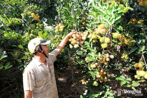 Nông dân phường Dầu Giây phấn khởi vì chôm chôm trúng mùa. Ảnh: Bình Nguyên