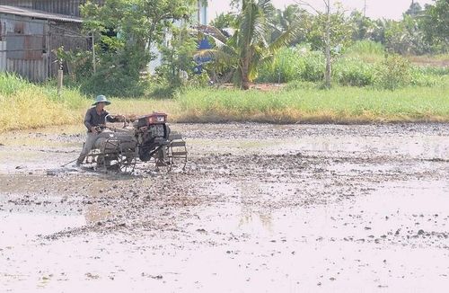 Bà Trần Thị Nhỏ thuê máy cày xới đất để gieo sạ vụ lúa hè thu.