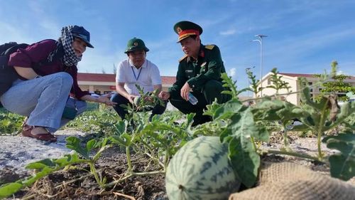Các đại biểu thăm vườn dưa hấu trĩu quả trên cát san hô của cán bộ, chiến sĩ nơi đây. Ảnh: Mỹ Hà
