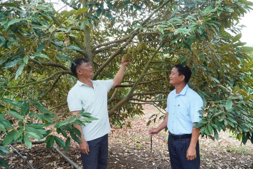 Ông Đặng Cùn Châu, dân tộc Dao đỏ thôn 17 (bên trái) đã vươn lên thoát nghèo và làm giàu từ việc chuyển đổi từ trồng cây ngắn ngày sang cây dài ngày như cà phê, tiêu, cây ăn quả các loại