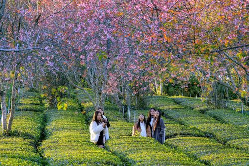 Vùng đất Xuân Trường - Đà Lạt luôn thu hút lượng khách du lịch trong nước, khách quốc tế bởi khí hậu mát lành, phong cảnh đẹp